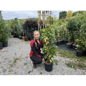 Ambrovník styraxový (Liquidambar Styraciflua) ´VARIEGATA´ - výška 110-130 cm, kont. C10L